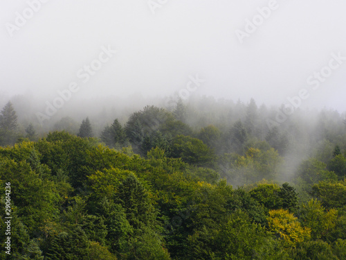 Forest mountain in the fog. Mystic mountains.