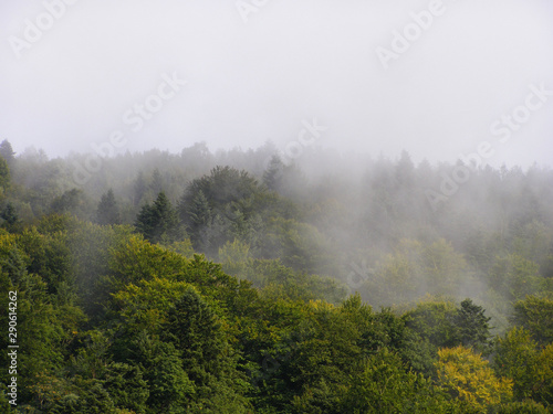 Forest mountain in the fog. Happy autumn.