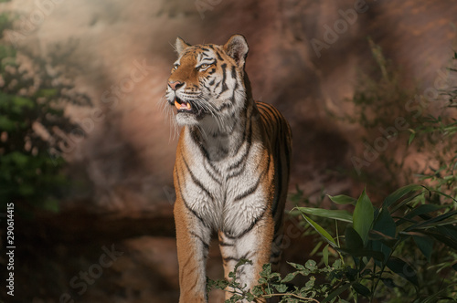 Fototapeta Naklejka Na Ścianę i Meble -  Beautiful Siberian tiger showing his teeth