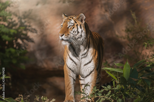 Fototapeta Naklejka Na Ścianę i Meble -  Beautiful Siberian tiger looking for prey