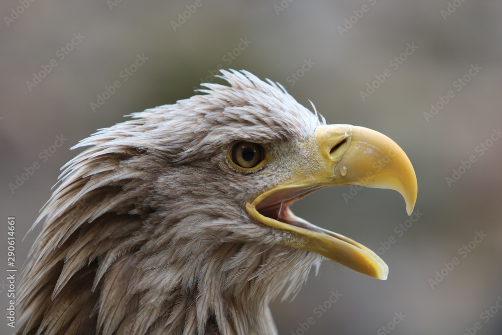 Fototapeta premium La larme au bec