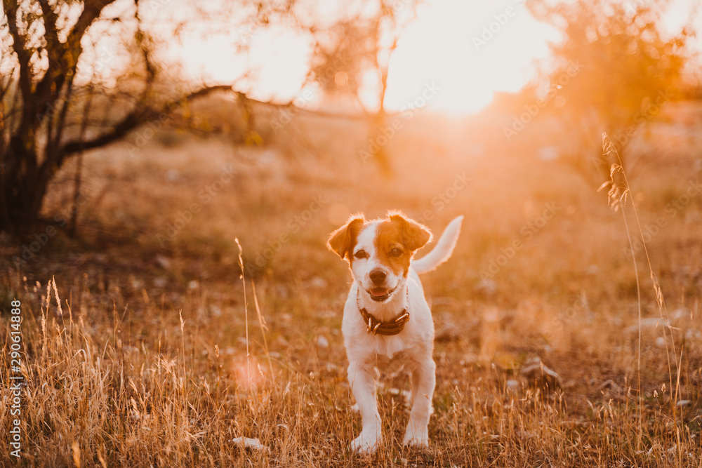 cute small jack russell terrier dog at sunset in a field. Golden hour. Pets and fun outdoors - obrazy, fototapety, plakaty 