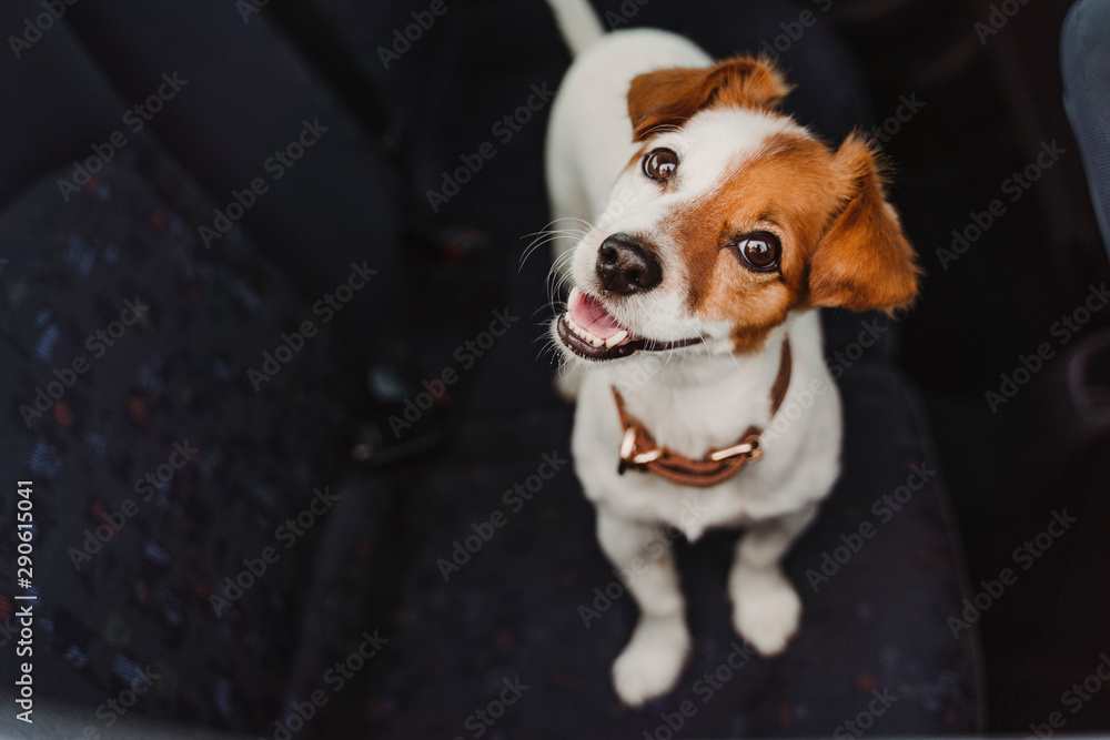 cute small jack russell dog in a car watching by the window. Ready to travel. Traveling with pets concept - obrazy, fototapety, plakaty 