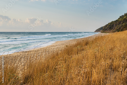 Grass on the sandy beach