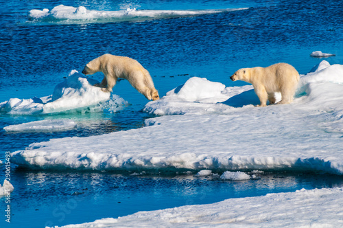 Mother polar  bear with cubs on  ice pack in the Arctic Circle, Barentsoya, Svalbard, Norway photo