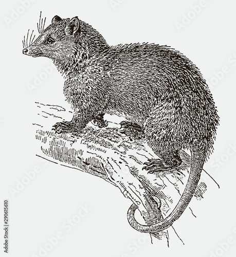 Virginia opossum, didelphis virginiana sitting on a branch. Illustration after an engraving from the 19th century