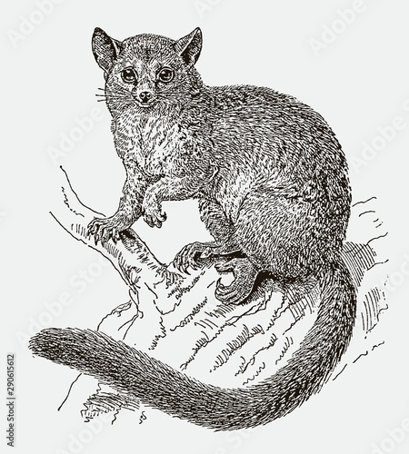 Common brushtail possum (trichosurus vulpecula) sitting on a tree. Illustration after an engraving from the 19th century