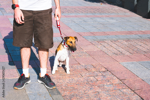 Man with fox terrier smooth on a leash on the street. A guy in shorts, white t-shirt and with smart watches outdoor with pet photo