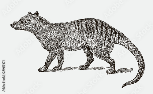 Extinct thylacine or tasmanian wolf thylacinus cynocephalus in side view. Illustration after engraving from 19th century photo