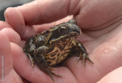 Common frog uk