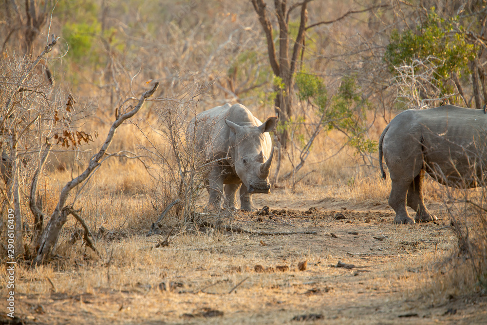 Fototapeta premium the formidable white rhino