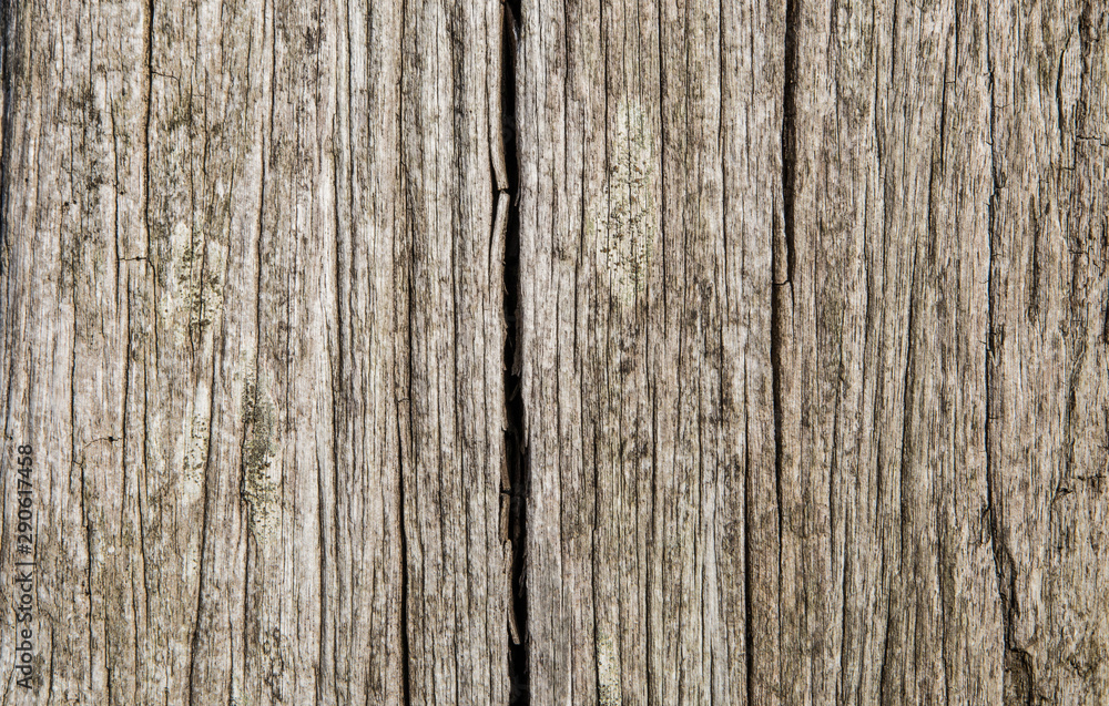 texture of wood texture of wood
