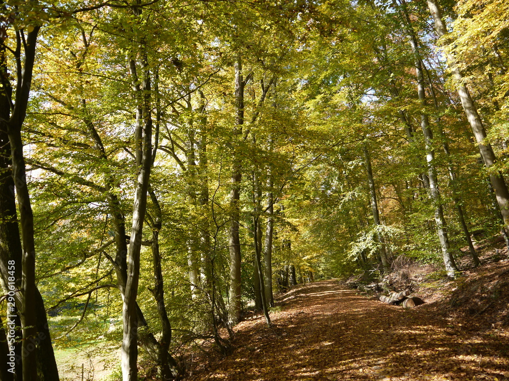 Fototapeta premium Herbstwald 