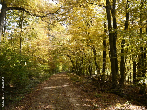 Herbstwald 