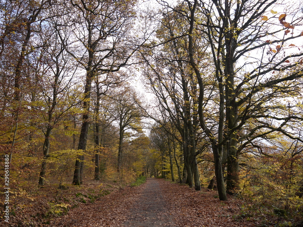 Herbstwald 