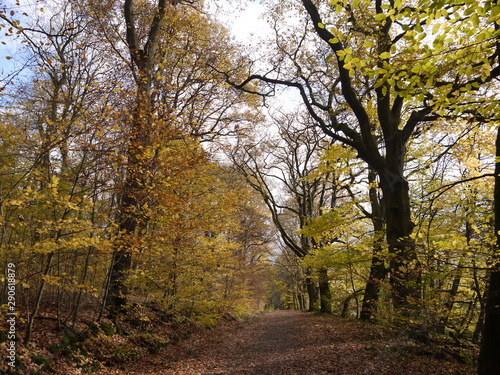 Herbstwald 