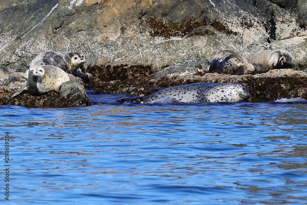 Fototapeta premium Wild spotted seals Phoca largha on the coastal rocks closeup. Largha seal on the sea rock near the blue water. Wild mammals in natural habitat. Cute animals closeup.