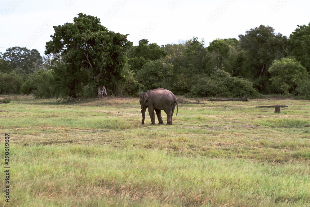Lonely elephant in the savannah Lonely elephant in the savannah