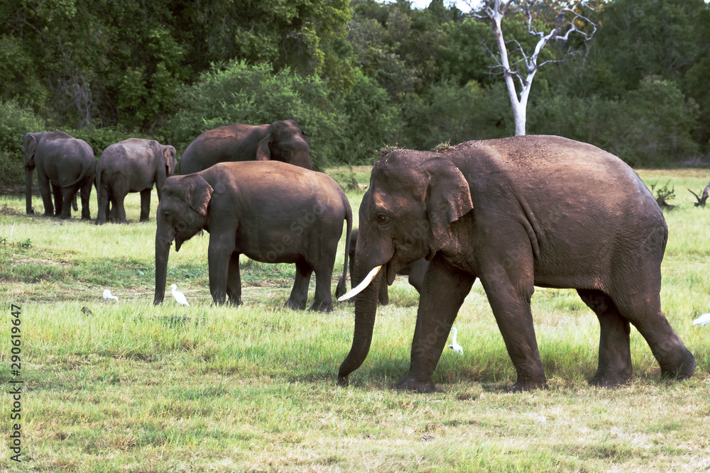 Fototapeta premium Herd of elephants in a natura landscape