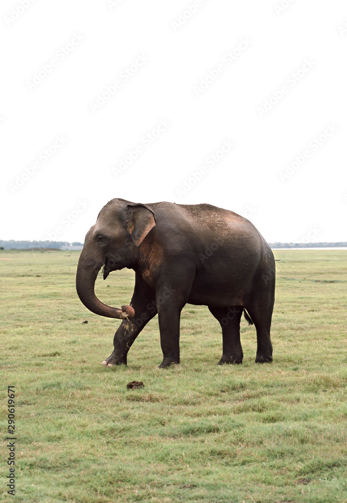 Fototapeta premium Lonely elephant in the savannah
