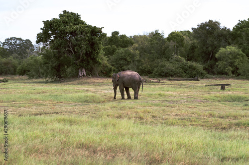 Lonely elephant in the savannah