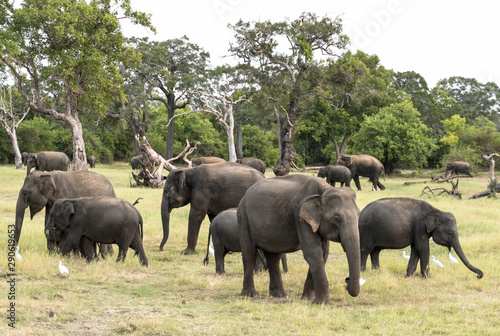 Herd of elephants in a natura landscape
