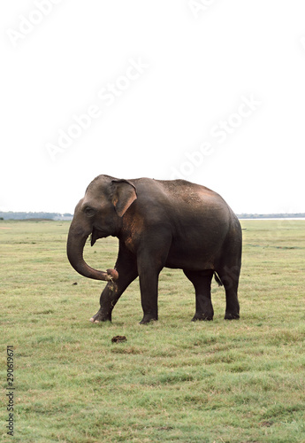 Lonely elephant in the savannah