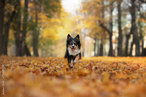 Border Collie dog plays in the autumn in the park with leaves. Walking with a pet in nature