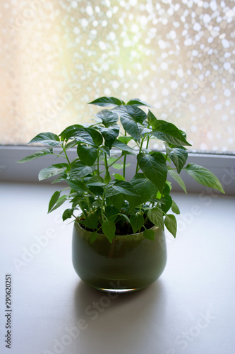Chili pepper seedlings in green glass pot in home interior