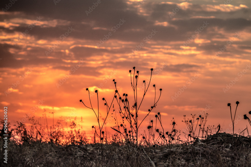 Obraz premium Atardeceres