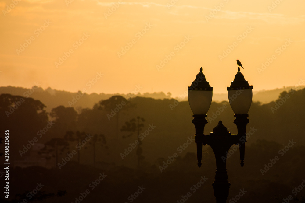 Obraz premium A bird wacthing a sunset