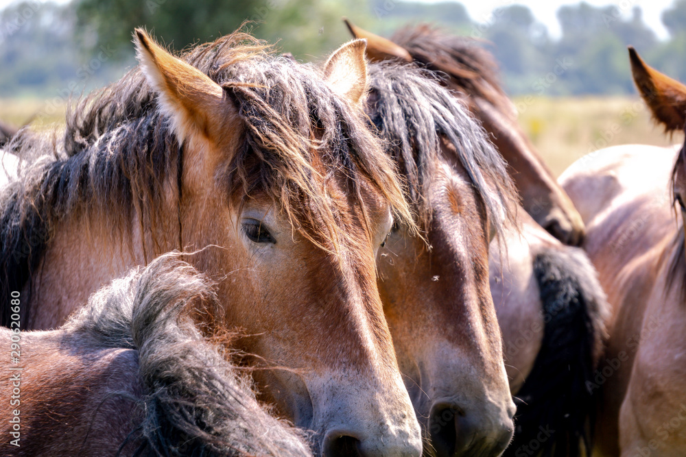 Group of Belgian draft horses lovingly standing head-to-head in a pasture on a warm Spring day.