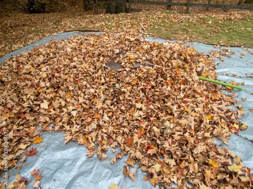 cleaning leaves in the backyard in the fall