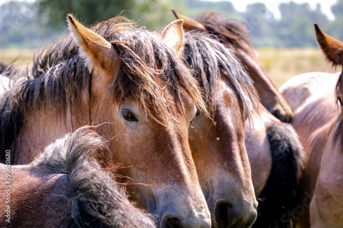 Group of Belgian draft horses lovingly standing head-to-head in a pasture on a warm Spring day.