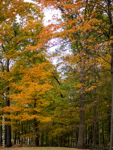 trees in full fall foliage in the backyard in autumn