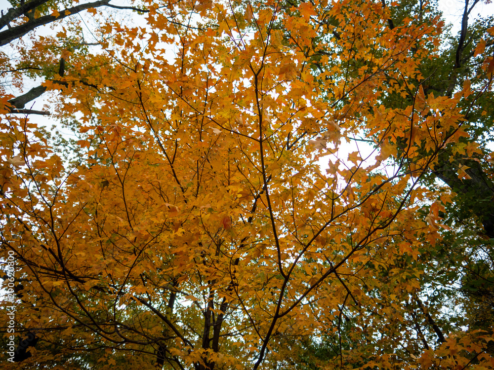 tree with full fall color foliage in autumn tree with full fall color foliage in autumn