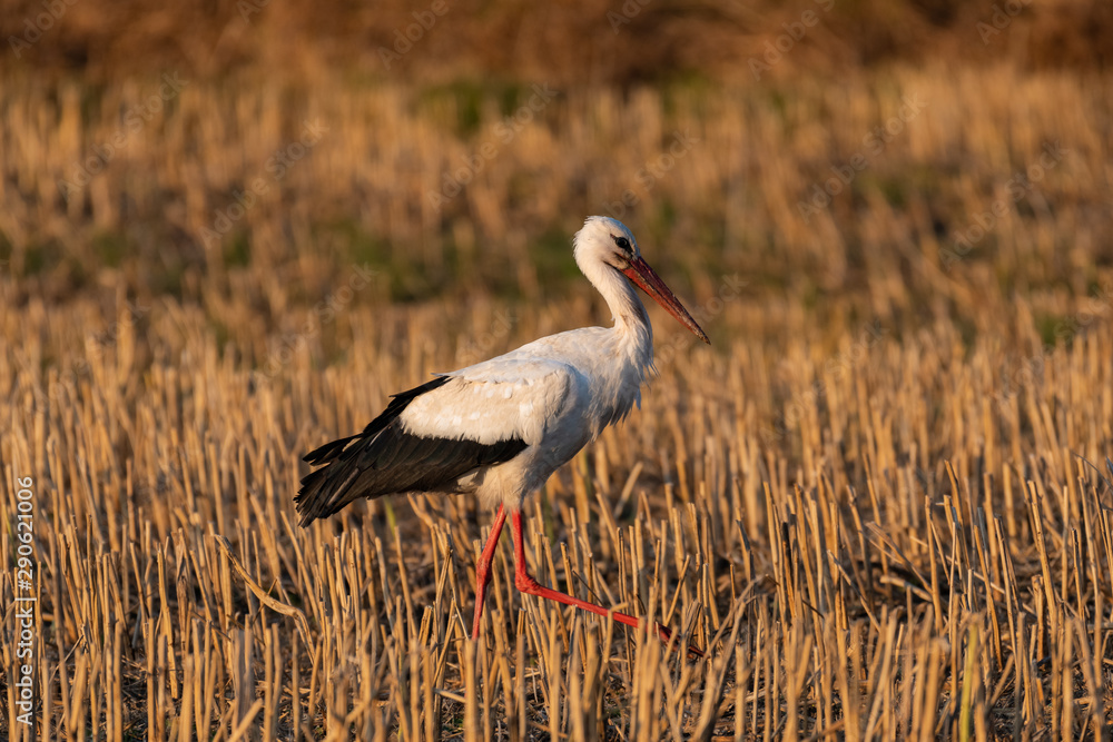 Fototapeta premium White stork (Ciconia ciconia)