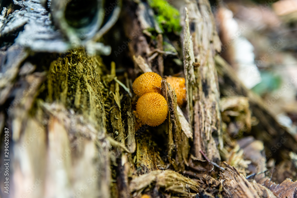 Honey Agaric mushrooms grow on tree in autumn forest. Honey Agaric mushrooms grow on tree in autumn forest.