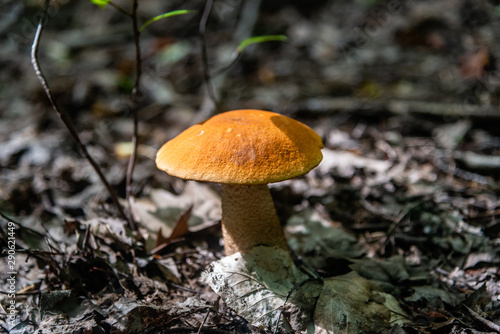 Orange cap boletus mushrooms, close-up