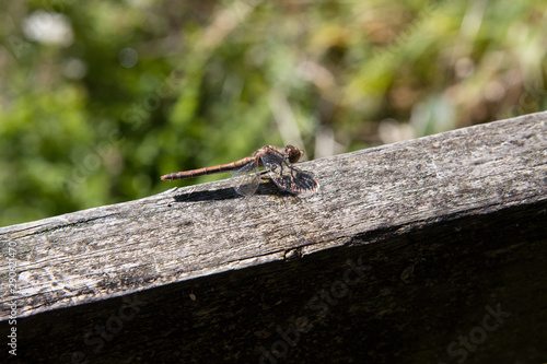 Close up side view of a dragonfly in Cornwall