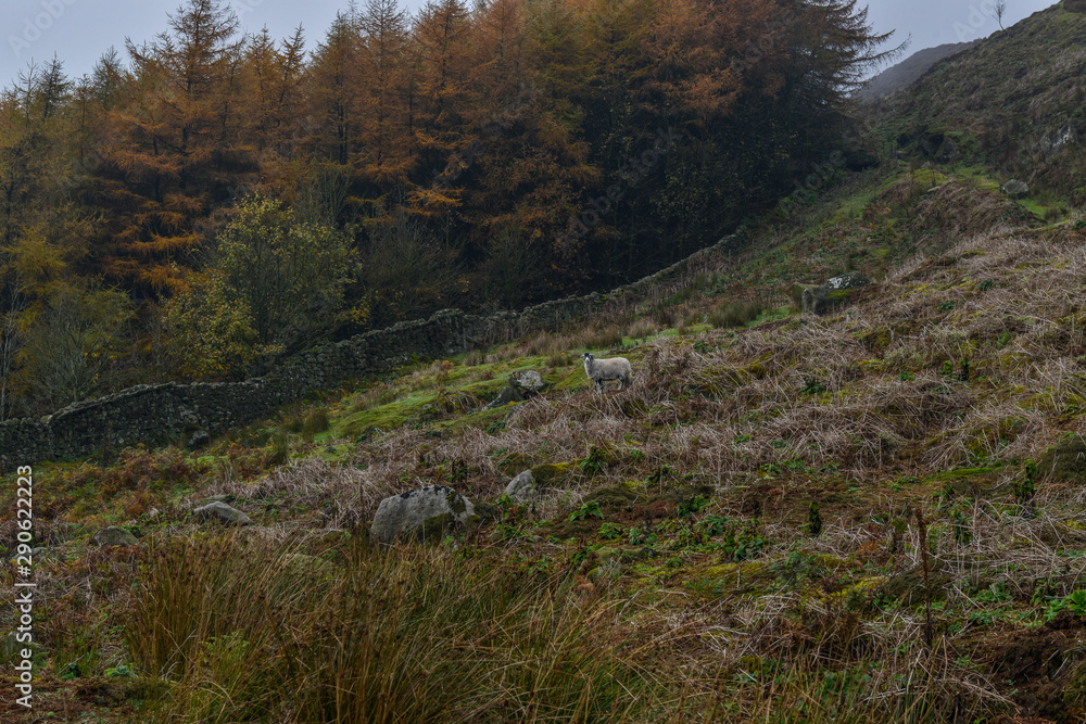A sole sheep on slope of a hill in front of a a dry stone wall with fir trees in the background
