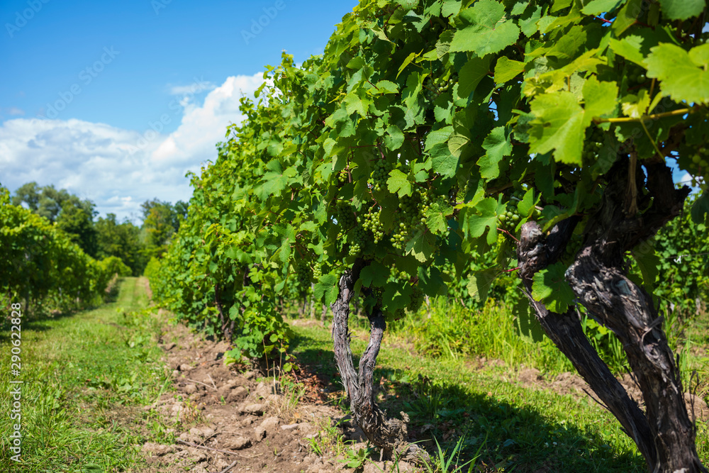 Grapes grow in a vineyard, located in the Finger Lakes Region of New York State, for the purpose of producing white wine.