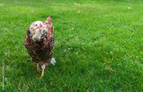 Close up of a Russian Red Orloff chicken on grass photo