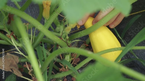 Tracking shot of yellow crookneck squash being picked fresh from garden photo