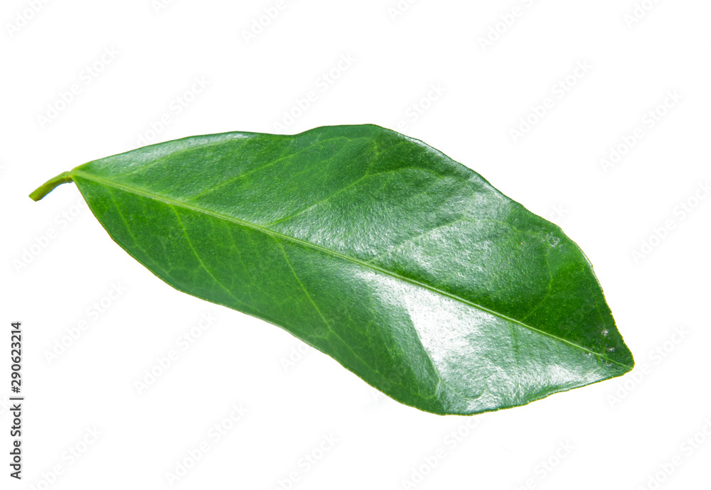 Fototapeta premium Green orange fruit slice isolated on white background