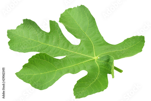 fig leaf isolated on a white background