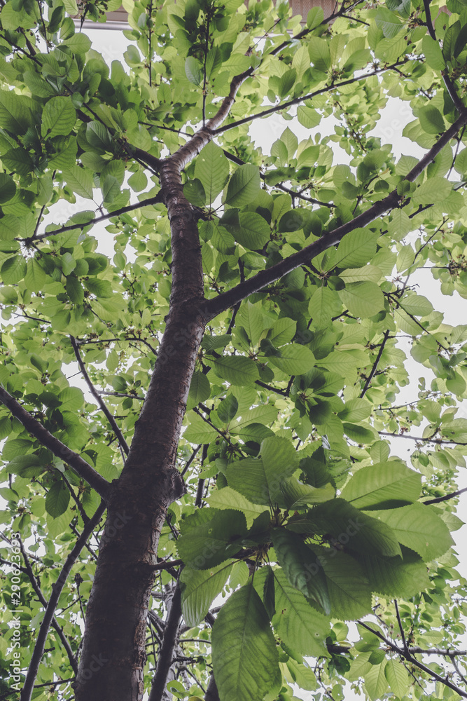 Fototapeta premium green leaves of tree