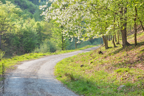 The forest way and the flowery cherry-tree in Little Carpathian hills - Slovakia