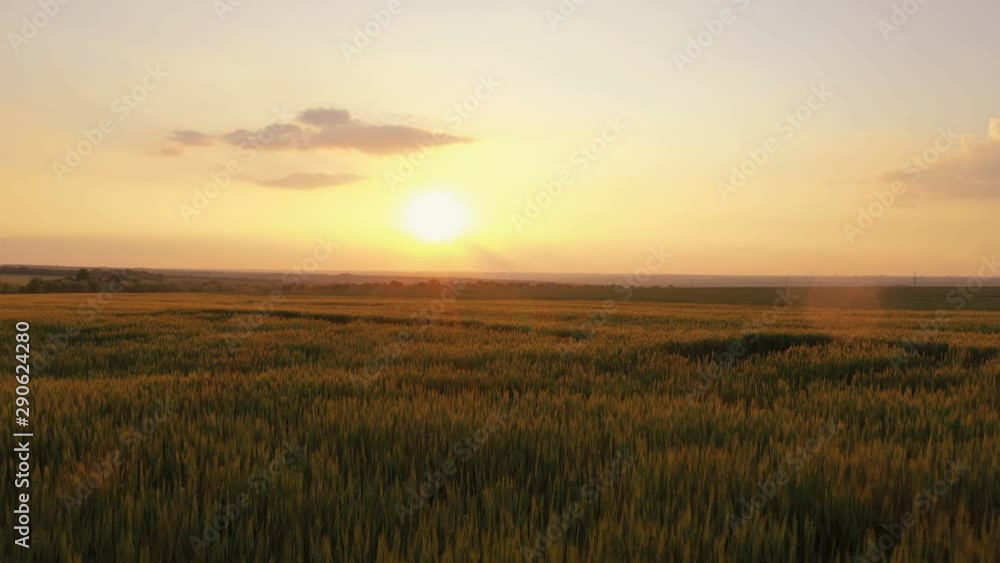 evening wheat field evening wheat field