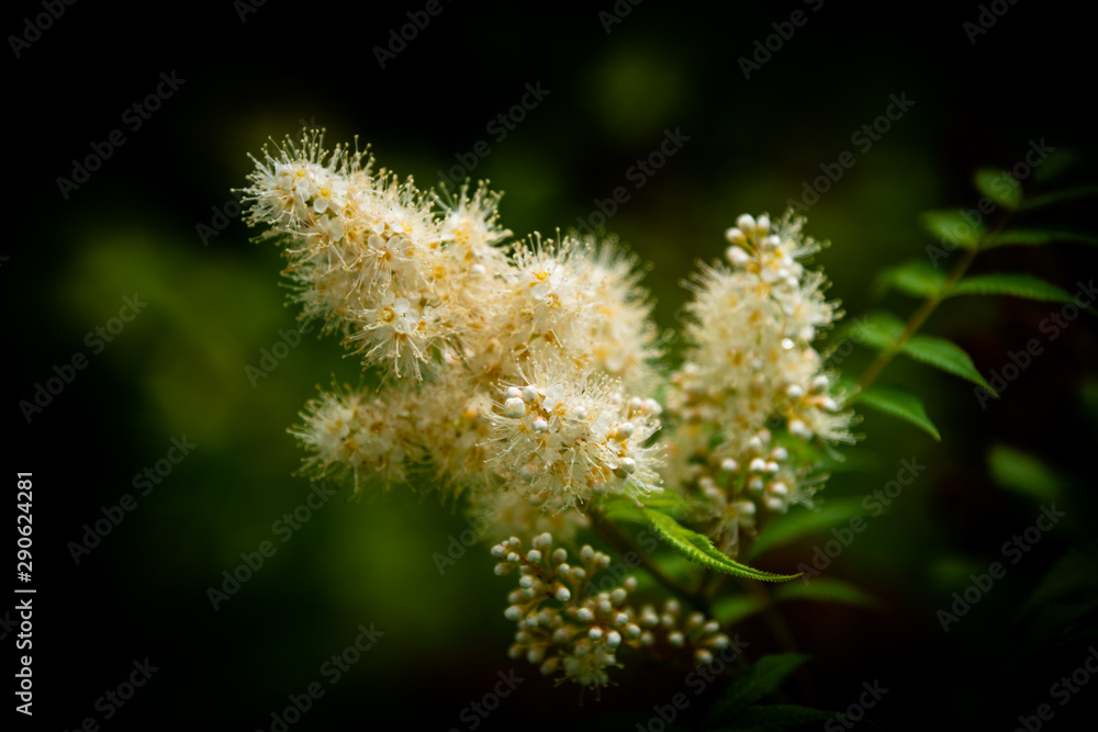Shrubs with white flowers, bees Shrubs with white flowers, bees